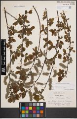 Foto von Salix cinerea subsp. atrocinerea (Brot.) Guinier